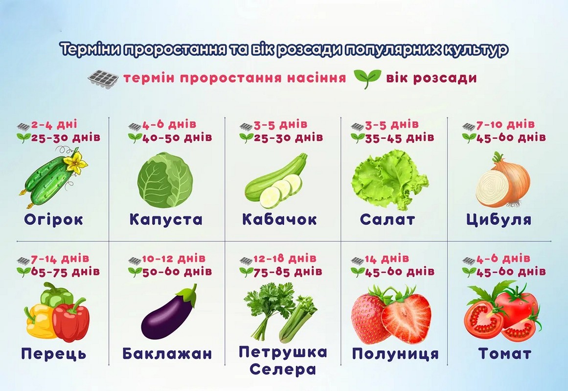 Коли сіяти насіння для кращого врожаю - терміни проростання для 10 популярних культур 