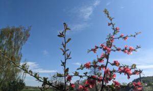 Що посадити у березні на розсаду і у відкритий ґрунт