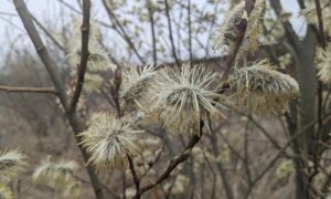 15 березня  – яке сьогодні свято, прикмети і традиції, пам’ятні дати, іменини